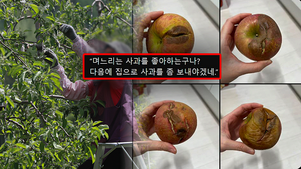 시어머니 가 썩은 사과 선물로 보냈는데 무슨 의미?