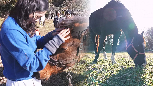 [밀착카메라] 인간 위한 쓰임 다한 뒤 버려진 경주마들의 '마지막 안식... - 뉴스 썸네일 이미지