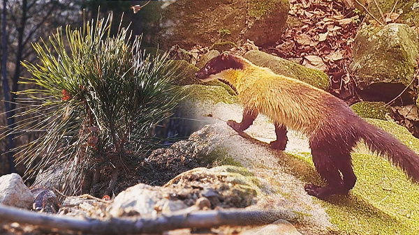 [밀착카메라] 지리산 무단벌목 추적 3년...골프장 숲에서 포착된 '기적' - 뉴스 썸네일 이미지