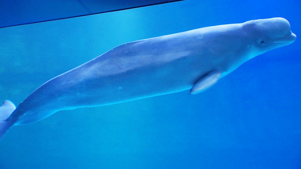 '방안 못 찾아' 방류 막힌 벨루가 '벨라'...언제쯤 바다로? - 뉴스 썸네일 이미지