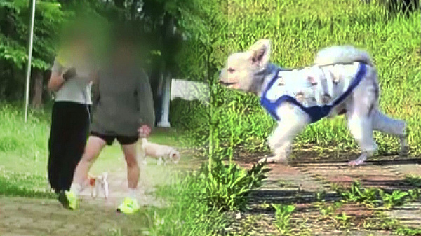 공원 오프리시 조적에 적반하장 '집단 조롱'… 펫티켓 실종 사건